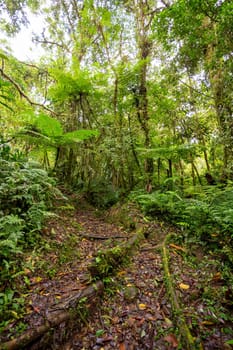 Jungle landscape. Rain forest in Tapanti national park, traditional misty cloudy weather. Green natural background. Costa Rica wilderness