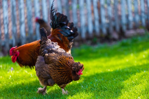 A vibrant and lively scene depicting free-range chickens along with a rooster foraging in the lush green grass