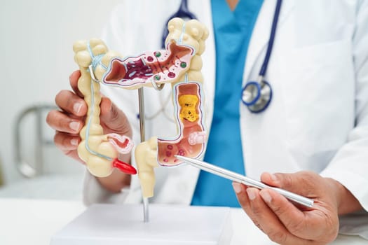 Intestine, doctor holding human anatomy model for study diagnosis and treatment in hospital.