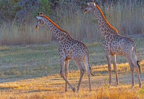 A Pair of Giraffe In Evening Light Near Matoba National Park in Zimbabwe