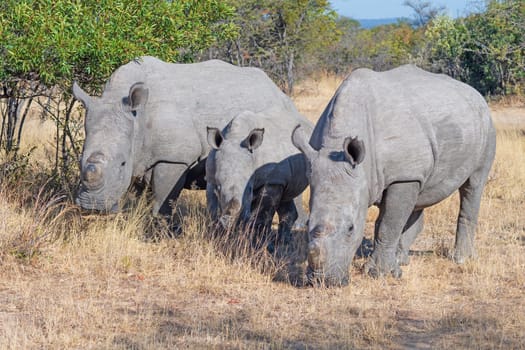 White Rhino Family Grazing in the Grasses in Matobo National Park in Zimbabwe
