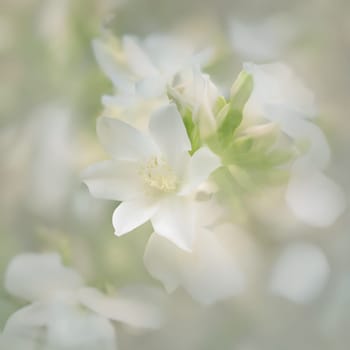 Delicate Jasmine: Close-Up of a White Flower with Subtle Green Hues