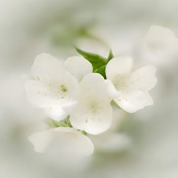 Serene Jasmine Blossom: A Soft Focus on White Petals