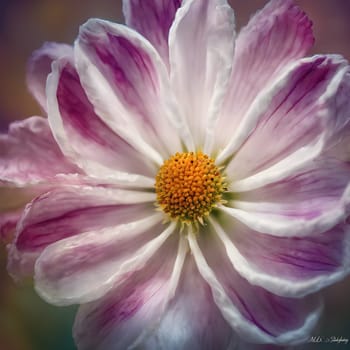 Macro Flower Photography: Exploring Nature’s Fine Textures