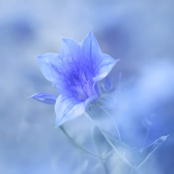 Minimal Aesthetic: Bellflower Surrounded by a Blurred Background