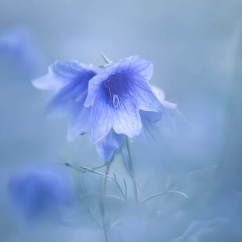 Vibrant Bellflower: Close-Up of a Soft Blue Bloom