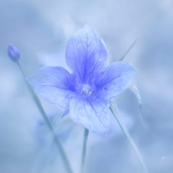 Elegant Simplicity: Capturing the Beauty of a Blue Bellflower