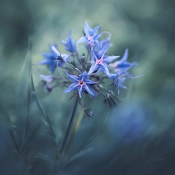 Tranquil Elegance: Close-Up of a Blue Starflower in Cool Tones