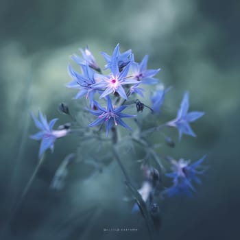 Nature's Beauty: Blue Starflower Against a Soft Green Backdrop