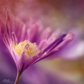 Macro Wonders: Captivating Flower Photography