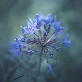 Radiant Blue Starflower: Close-Up of Delicate Star-Shaped Petals
