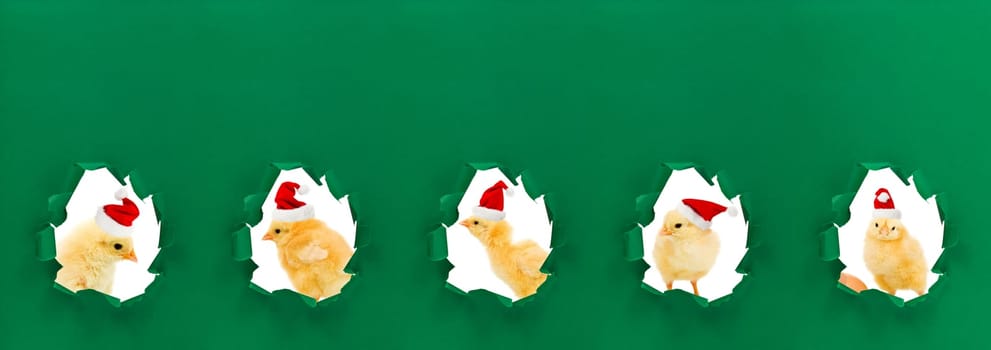 Christmas chicken portraits with green holes as frames - funny holydays theme with copy space