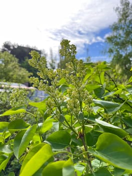 white lilac blooms in the city in spring in May