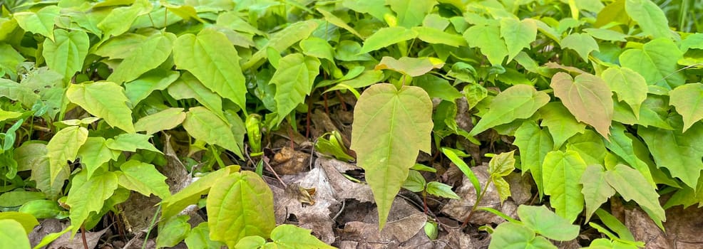 in spring, young small maples grow in the park
