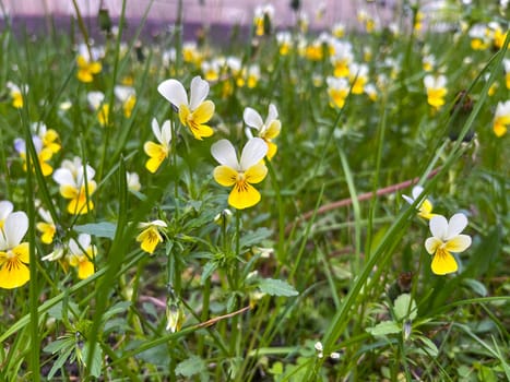 wildflowers pansies bloomed on the lawn in the spring in the city
