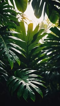 Vibrant Monstera leaves hang gracefully, bathed in soft sunlight filtering through the canopy of a tropical rainforest, creating a serene atmosphere. Generative AI.