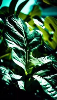 Vibrant Monstera leaves hang gracefully, bathed in soft sunlight filtering through the canopy of a tropical rainforest, creating a serene atmosphere. Generative AI.