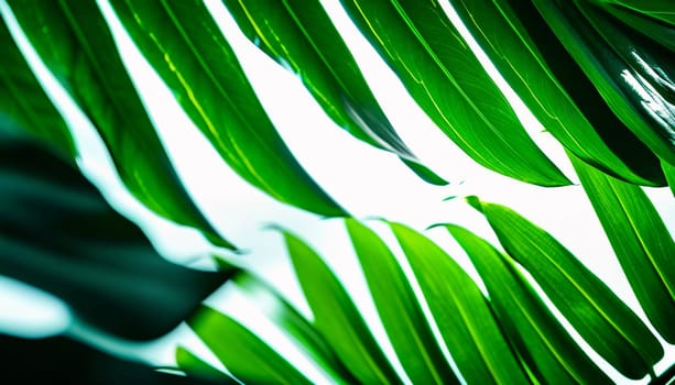 Vibrant Monstera leaves hang gracefully, bathed in soft sunlight filtering through the canopy of a tropical rainforest, creating a serene atmosphere. Generative AI.