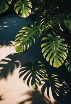 Vibrant Monstera leaves hang gracefully, bathed in soft sunlight filtering through the canopy of a tropical rainforest, creating a serene atmosphere. Generative AI.