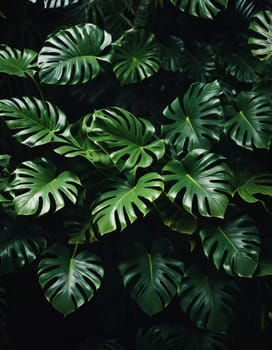 Vibrant Monstera leaves hang gracefully, bathed in soft sunlight filtering through the canopy of a tropical rainforest, creating a serene atmosphere. Generative AI.
