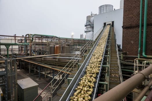 Zuckerfabrik - Stationen des Produktionsprozesses der Zuckergewinnung aus Zuckerrüben. Gereinigte Zuckerrüben weerden über ein Förderband in eine Maschine zum Zerkleinern gebracht