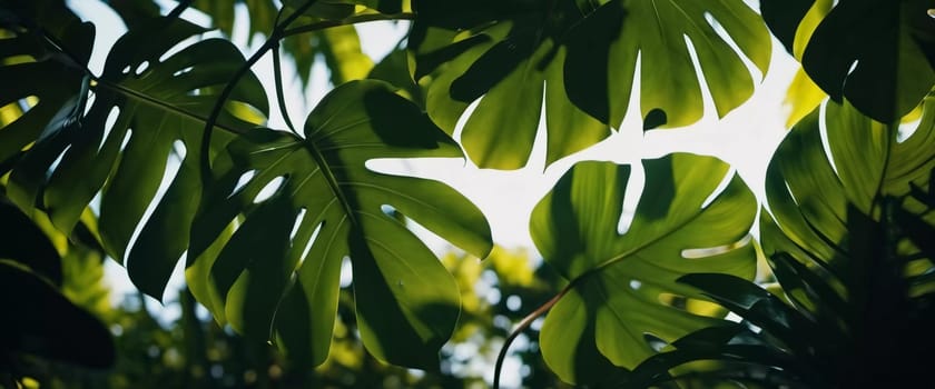 Vibrant Monstera leaves hang gracefully, bathed in soft sunlight filtering through the canopy of a tropical rainforest, creating a serene atmosphere. Generative AI.