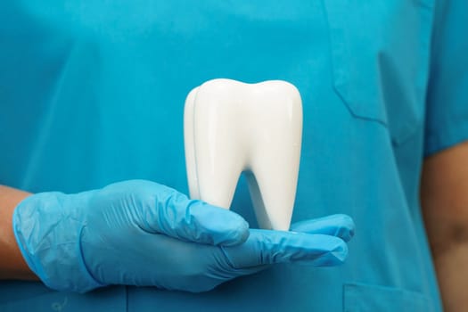 Dentist holding dental implant, artificial tooth roots into jaw, root canal of dental treatment, gum disease, teeth model for dentist.