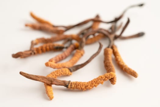 Cordyceps sinensis or Ophiocordyceps sinensis isolated on white background, mushroom herb treatment medicine.