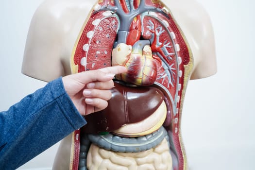 Asian student learning with human body model in anatomy biology in classroom at high school.