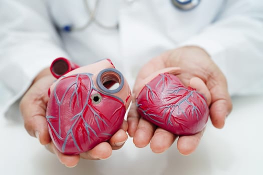 Cardiovascular disease CVD, doctor with heart human model anatomy for treatment patient in hospital.