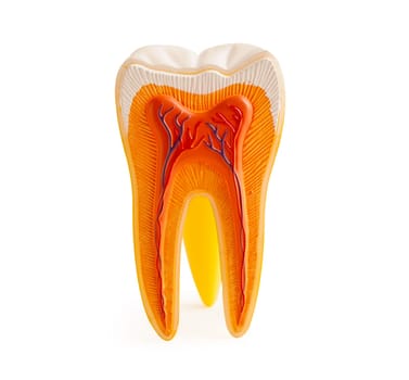 Dental implant root canal teeth model for education isolated on white background with clipping path.