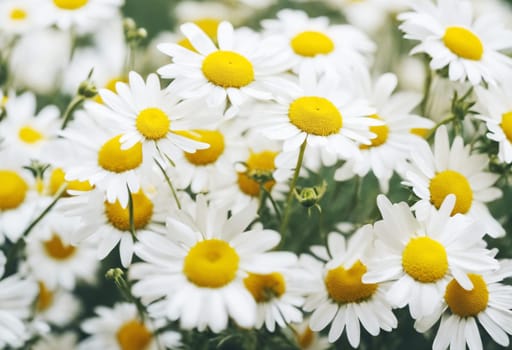Close-Up Of Chamomile - Generative AI