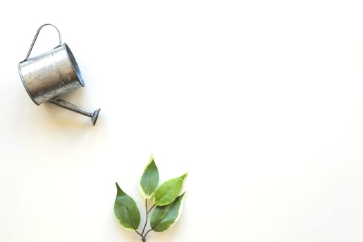 watering pot green leaf. Resolution and high quality beautiful photo