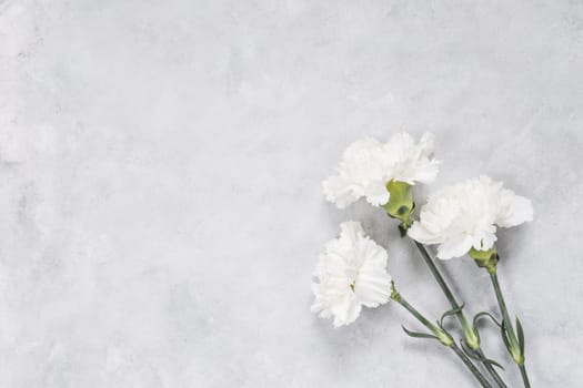 white carnation flowers table. Resolution and high quality beautiful photo