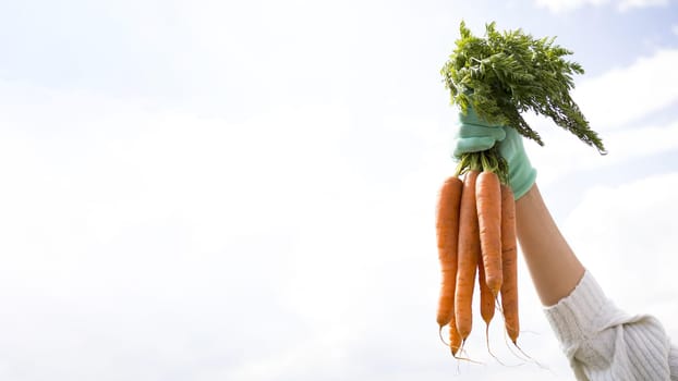 woman holding up some carrots with copy space. Resolution and high quality beautiful photo