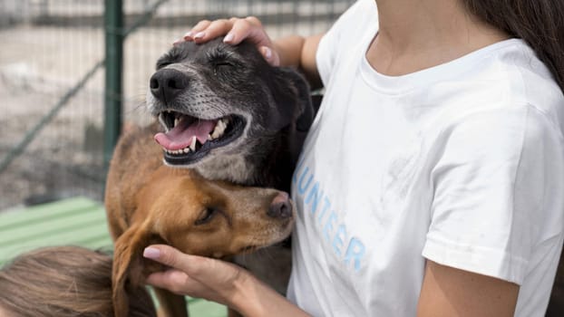 woman playing with cure rescue dogs at shelter. Resolution and high quality beautiful photo