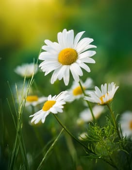 chamomile flowers of Chamaemelum, AI generated image