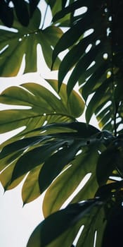 Vibrant Monstera leaves hang gracefully, bathed in soft sunlight filtering through the canopy of a tropical rainforest, creating a serene atmosphere. Generative AI.