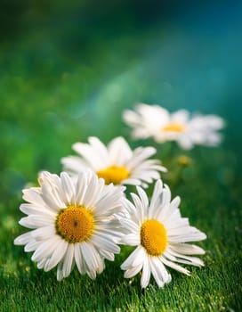 chamomile flowers of Chamaemelum, AI generated image