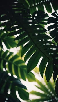 Vibrant Monstera leaves hang gracefully, bathed in soft sunlight filtering through the canopy of a tropical rainforest, creating a serene atmosphere. Generative AI.