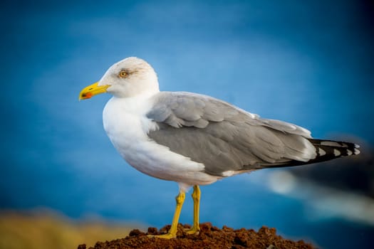 Closeup shot of Yellow-legged Gull, Larus michahellis, common in coastal Europe.