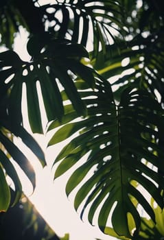 Vibrant Monstera leaves hang gracefully, bathed in soft sunlight filtering through the canopy of a tropical rainforest, creating a serene atmosphere. Generative AI.