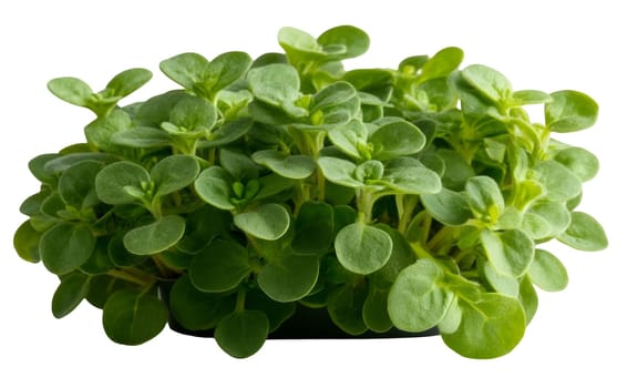 Close up of fresh oregano leaves, perfect for seasoning dishes and enhancing flavors. Isolated on white background.
