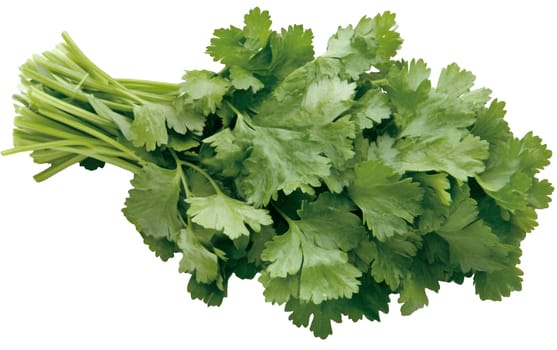 A fresh bunch of cilantro leaves, perfect for adding flavor to various dishes and garnishes. Isolated on white background.