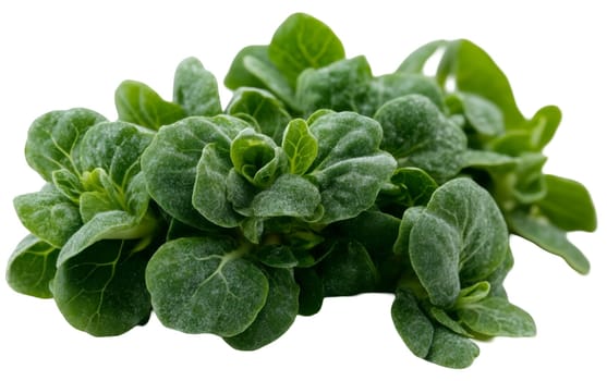 Close up of fresh lamb's lettuce leaves, displaying their tender texture and vibrant green color. Isolated on white background.