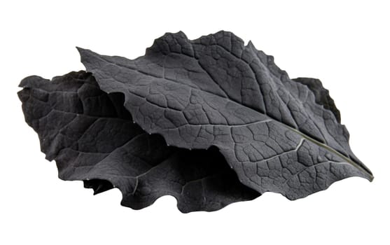 Close up of white kale leaves, perfect for adding a unique touch to salads and dishes. Isolated on white background.