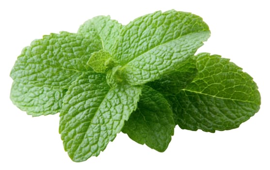 A close up of fresh mint leaves, showcasing their vibrant green color and aromatic appeal. Isolated on white background.