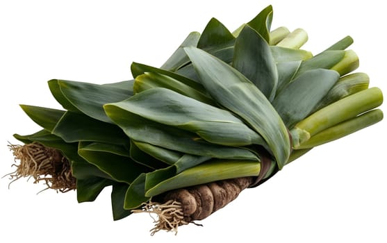 A bundle of organic leeks with lush green leaves, perfect for soups and hearty meals. Isolated on white background.