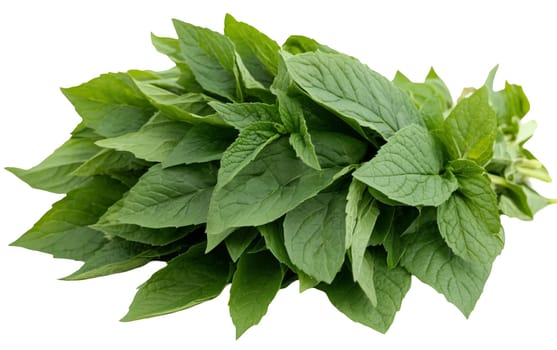Cluster of fresh oregano leaves, perfect for seasoning and adding a rich aroma to various dishes. Isolated on white background.
