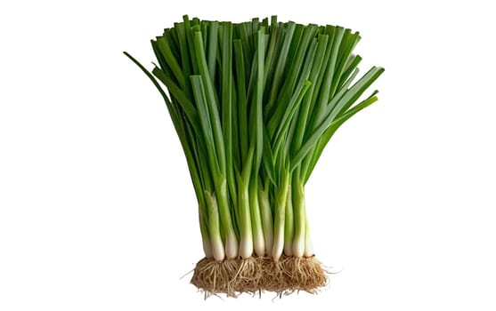 A vibrant bunch of fresh green onions with roots, ideal for salads and garnishing. Isolated on white background.